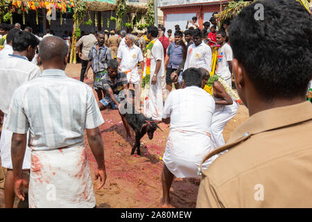 Anhänger Opfern eine Ziege während Kutti Kudithal Festival in Trichy, Tamil Nadu, Indien Stockfoto