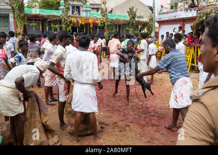 Anhänger Opfern eine Ziege während Kutti Kudithal Festival in Trichy, Tamil Nadu, Indien Stockfoto