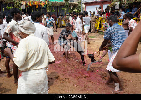 Anhänger Opfern eine Ziege während Kutti Kudithal Festival in Trichy, Tamil Nadu, Indien Stockfoto