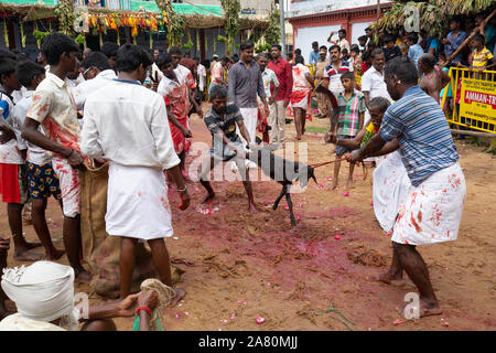 Anhänger Opfern eine Ziege während Kutti Kudithal Festival in Trichy, Tamil Nadu, Indien Stockfoto