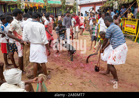 Anhänger Opfern eine Ziege während Kutti Kudithal Festival in Trichy, Tamil Nadu, Indien Stockfoto