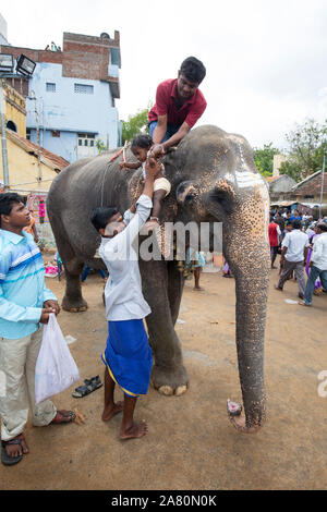 Mahout anheben Baby Mädchen auf elefantenkuh während Kutti Kudithal Festival in Trichy, Tamil Nadu, Indien Stockfoto