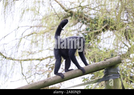 Weiblichen kolumbianischen Klammeraffen, Valentine (Ateles fusciceps rufiventris) Stockfoto