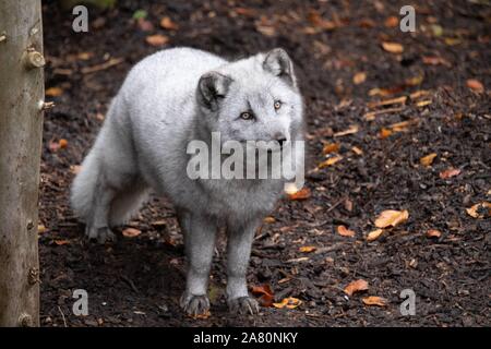 Männliche arktischen Fuchs (Vulpes lagopus) Stockfoto