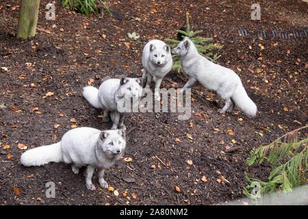 Männliche Polarfüchsen (Vulpes lagopus) Stockfoto