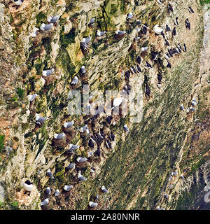 Seabird Kolonie einschließlich Tölpel, Trottellummen und Fulmers Verschachtelung auf die kreidefelsen an der RSPB Reservat in Bempton Cliffs auf der Yorkshire Coast Stockfoto