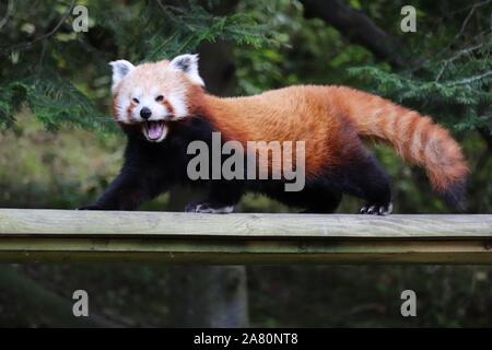 Buchse, Rot, Panda, Yasmin (Ailurus fulgens) Stockfoto