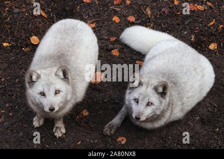 Männliche Polarfüchsen (Vulpes lagopus) Stockfoto