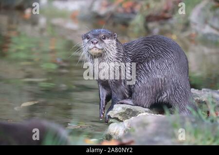 Weibliche asiatische Short-Clawed Otter, Keyah (Amblonyx cinerea) Stockfoto