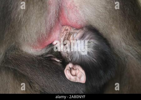 Baby männlich Gelada baboon (Theropithecus gelada) Stockfoto