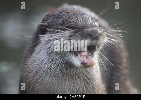 Weibliche asiatische Kurze Krallen Otter, Minnie (Amblonyx cinerea) Stockfoto