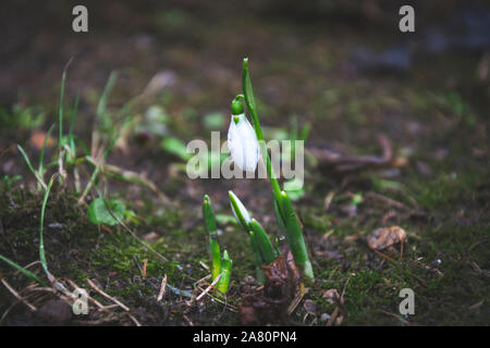 Zarte Schneeglöckchen Blüte ist eine der Frühling Symbole sagt uns der Winter ist verlassen und wir haben den wärmeren Zeiten voran. Frisches Grün und die Ergänzung der Stockfoto