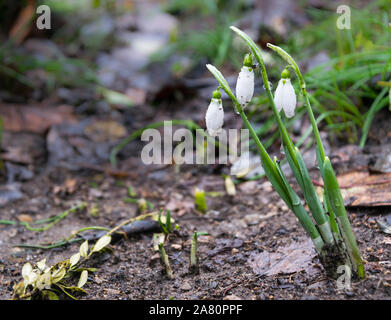 Zarte Schneeglöckchen Blüte ist eine der Frühling Symbole sagt uns der Winter ist verlassen und wir haben den wärmeren Zeiten voran. Frisches Grün und die Ergänzung der Stockfoto