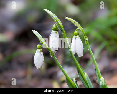 Zarte Schneeglöckchen Blüte ist eine der Frühling Symbole sagt uns der Winter ist verlassen und wir haben den wärmeren Zeiten voran. Frisches Grün und die Ergänzung der Stockfoto