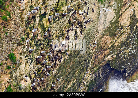 Seabird Kolonie einschließlich Tölpel, Trottellummen und Fulmers Verschachtelung auf die kreidefelsen an der RSPB Reservat in Bempton Cliffs auf der Yorkshire Coast Stockfoto