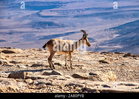 Nubian Ziege stehend auf einem felsigen Oberfläche, die im Hintergrund von Ramon Krater. Israel Stockfoto