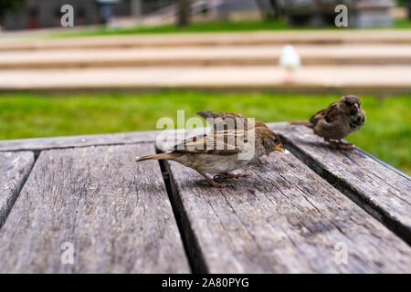 Spatzen auf dem Tisch im Park Stockfoto