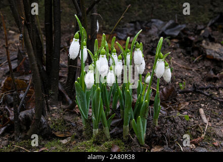 Zarte Schneeglöckchen Blüte ist eine der Frühling Symbole sagt uns der Winter ist verlassen und wir haben den wärmeren Zeiten voran. Frisches Grün und die Ergänzung der Stockfoto