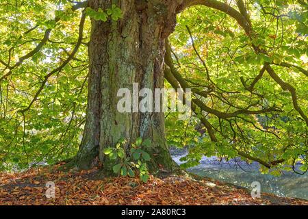 Eine alte Kastanie im Herbst (Aesculus hippocastanum) Stockfoto