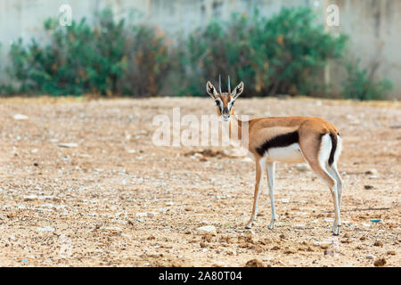 Schöne, ein wenig Impala in der Natur Stockfoto