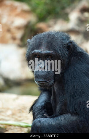 Schöne Portrait eines schwarzen Schimpansen Stockfoto