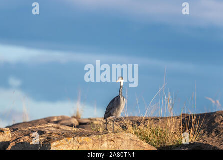 Black-headed Heron, ardea Melanocephala, steht auf einem Felsvorsprung in der Masai Mara, Kenia. Blauer Himmel mit Platz für Text, Querformat Stockfoto