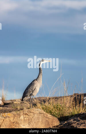 Black-headed Heron, ardea Melanocephala, steht auf einem Felsvorsprung in der Masai Mara, Kenia. Blauer Himmel mit Platz für Text, Hochformat. Stockfoto