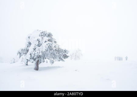 Schneelandschaft mit einem Baum und einer Gruppe von Menschen. Starker Schneefall am Guadarrama, Madrid, Spanien. Stockfoto