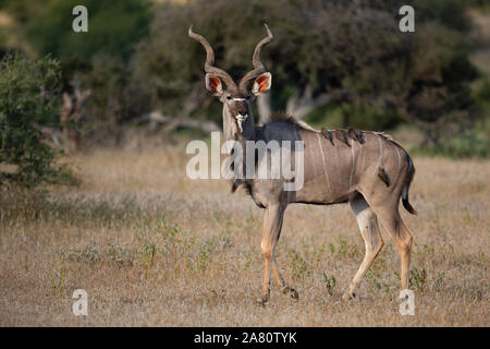 Kudu Stier (taurotragus Oryx) wandern, Mashatu Game Reserve, Botswana Stockfoto