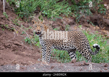 Weibliche Leopard (Panthera pardus) stehend, Mashatu Game Reserve, Botswana Stockfoto