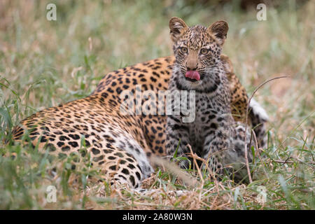 Weibliche Leopard (Panthera pardus) mit Cub, Mashatu Game Reserve, Botswana Stockfoto