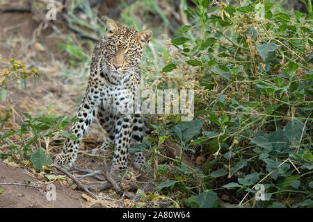 Weibliche Leopard (Panthera pardus) stehend, Mashatu Game Reserve, Botswana Stockfoto