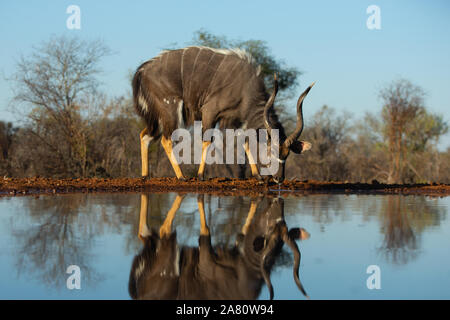 Nyala (Tragelaphus angasii) trinken mit Reflexion, karongwe Game Reserve, Limpopo, Südafrika Stockfoto