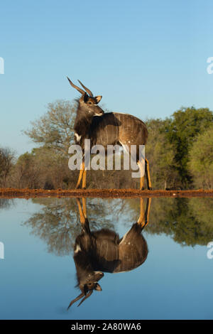 Nyala (Tragelaphus angasii) mit Reflexion, karongwe Game Reserve, Limpopo, Südafrika Stockfoto