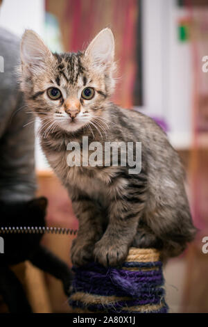 Gestreiftes Kätzchen 3 Monate alt sitzen auf clawfish. tabby Katze sitzt nächsten Stick im Hintergrund von Zimmer zu kratzen. Stockfoto