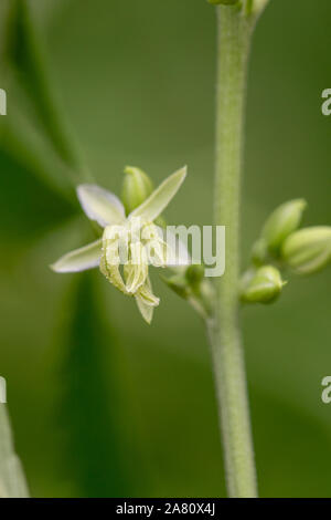 Männliche Cannabis Pflanze, Cannabis Sativa männlichen Blüte Stockfoto