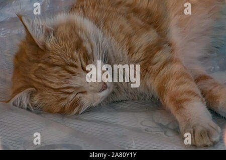 Schöne braune Katze schlafen mit gestreckten Pfoten. Stockfoto