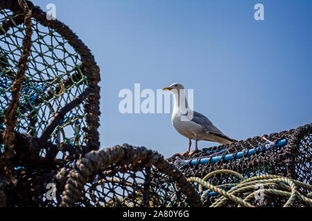 Seagull sich auf Hummer Töpfe Stockfoto