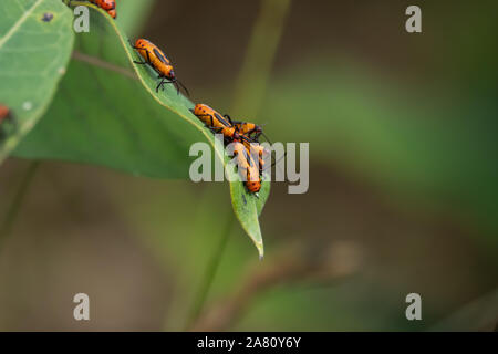 Große Milkweed Bugs Schwärmen auf Milkweed Blatt Stockfoto