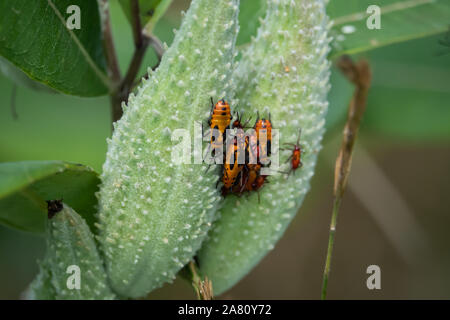 Große Milkweed Bugs Schwärmen auf Milkweed Hülsen Stockfoto