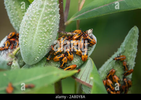 Große Milkweed Bugs Schwärmen auf Milkweed Hülsen Stockfoto