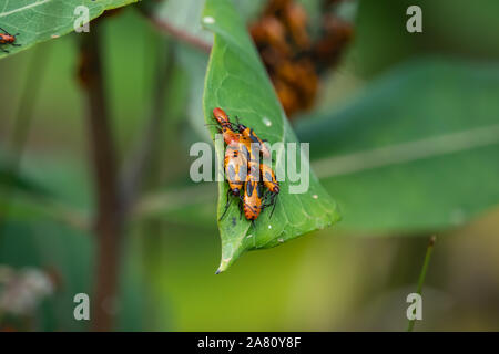 Große Milkweed Bugs Schwärmen auf Milkweed Blatt Stockfoto