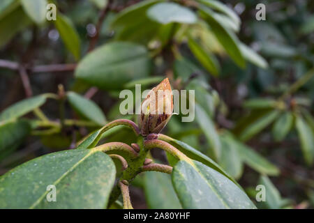 Rhododendron Blütenknospen im Winter Stockfoto