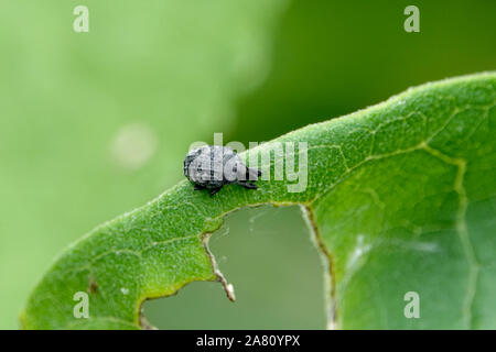 Rhyssomatus Rüsselkäfer auf Blatt Stockfoto