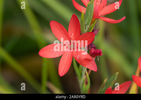 River Lily Blumen in voller Blüte Stockfoto