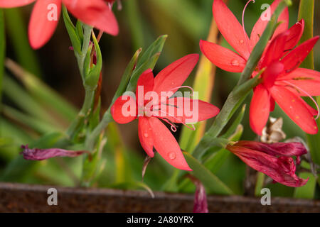 River Lily Blumen in voller Blüte Stockfoto