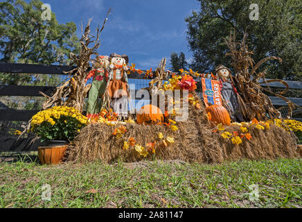 Herbsternte Anzeige an einem lokalen Farm in North Central Florida. Stockfoto