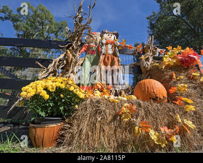 Herbsternte Anzeige an einem lokalen Farm in North Central Florida. Stockfoto