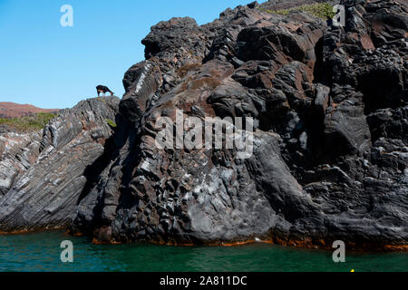 Eine Ziege stehend auf einem Felsen vor einem strahlend blauen Himmel auf den griechischen Inseln. Stockfoto