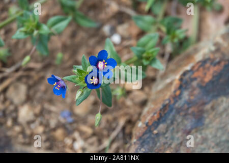 Scarlet Pimpernel Blumen in voller Blüte im Frühling Stockfoto